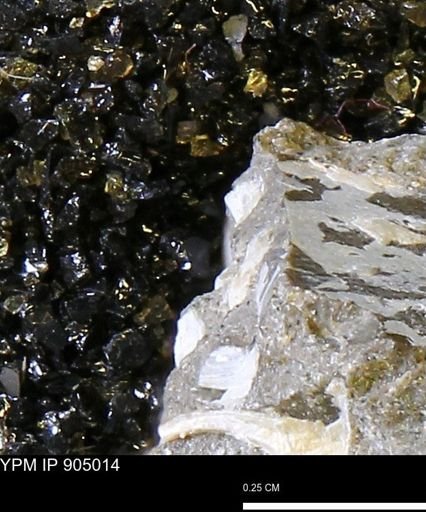 undet. Mollusca