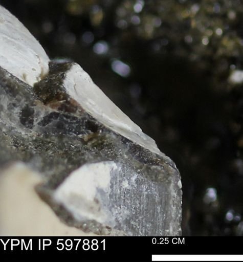 Limopsis striatopunctatus