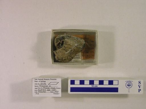 Teleoceras sp.