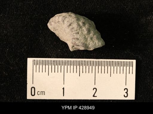 undet. Crinoidea