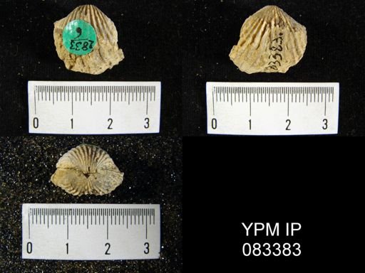 Anastrophia verneuili