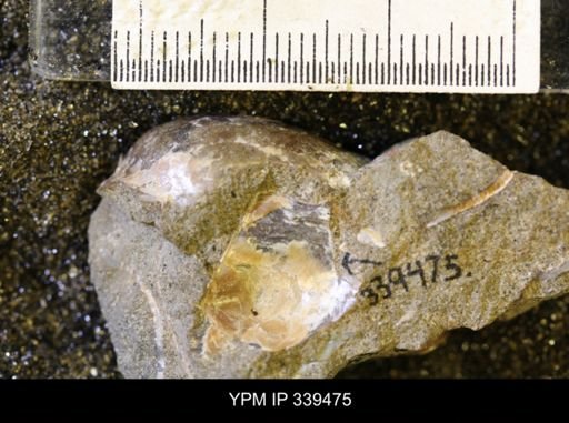 taxon undetermined
