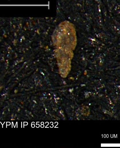 Verneuilinoides kansasensis
