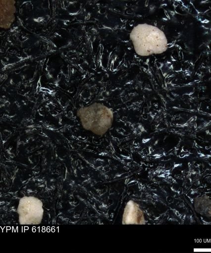 undet. Foraminiferida