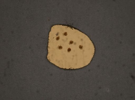Testudinella dentata