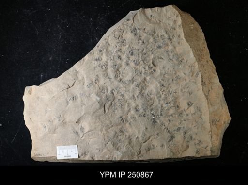 undet. Gastropoda