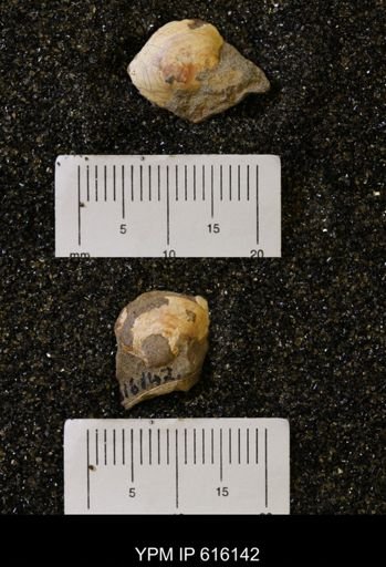 Protocardia subquadrata