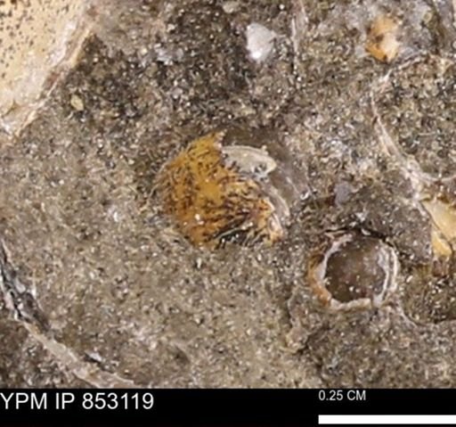 Limopsis striatopunctatus