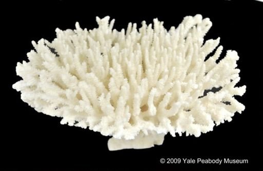 Pocillopora