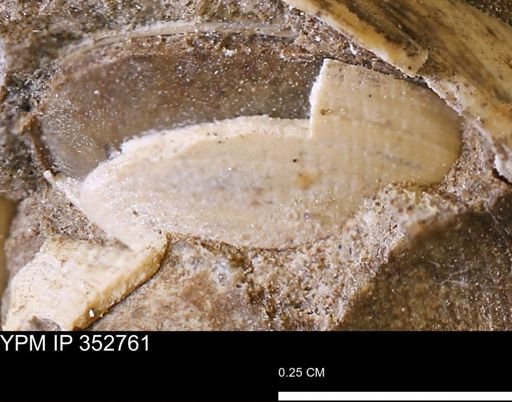undet. Bivalvia
