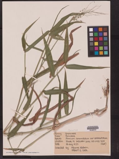 Panicum commutatum