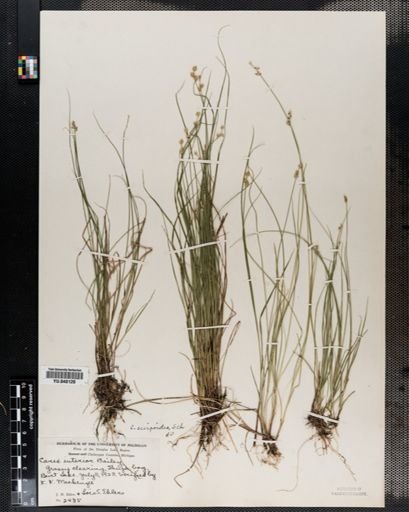 Carex interior