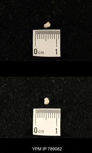 undet. Brachiopoda