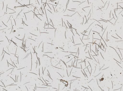Haliclona (Gellius) arctica