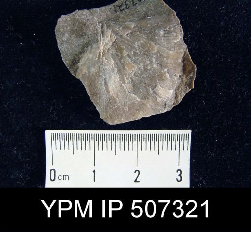 Stropheodonta concava