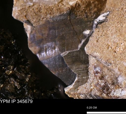 Limopsis striatopunctatus