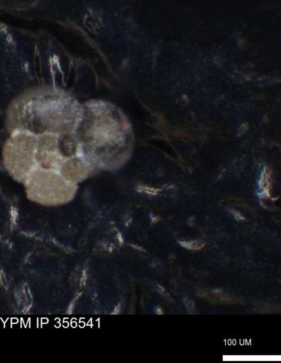 undet. Foraminiferida