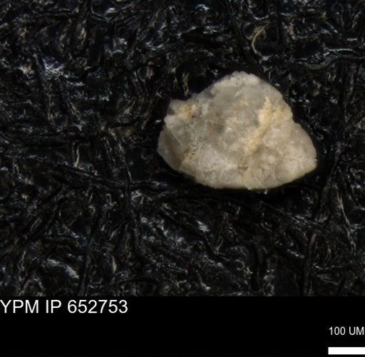 undet. Foraminiferida