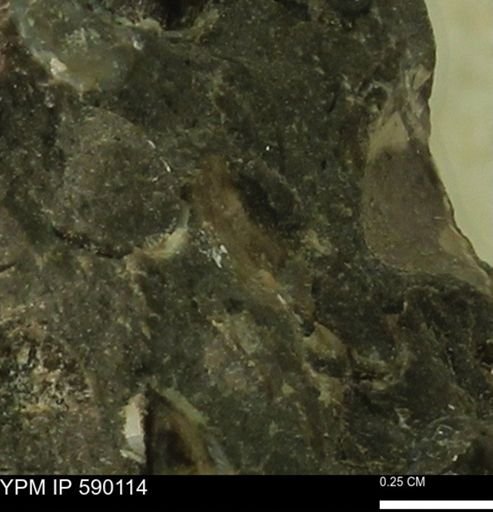 Euspira?