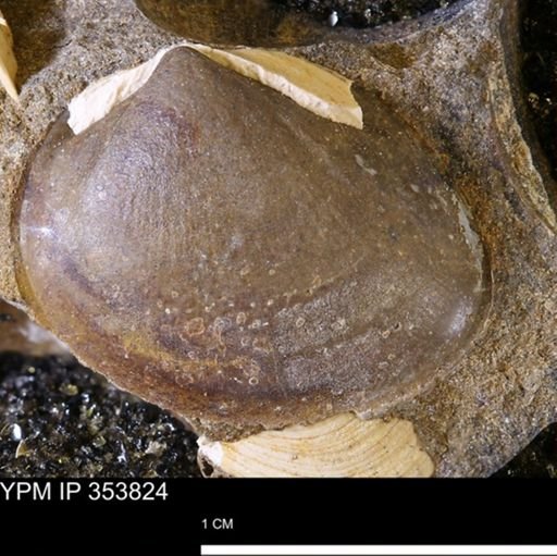 Limopsis striatopunctatus