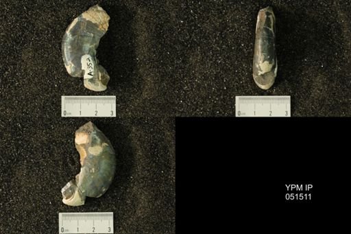 Hoploscaphites nicolletii