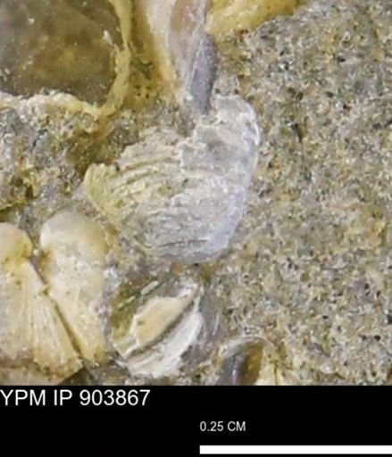 Corbulamella sp.