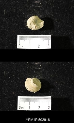 Worthenia tabulata