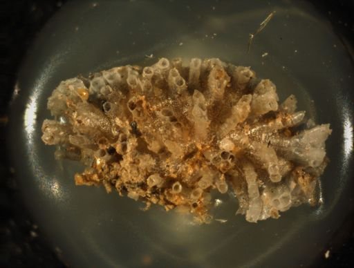 Bryozoa