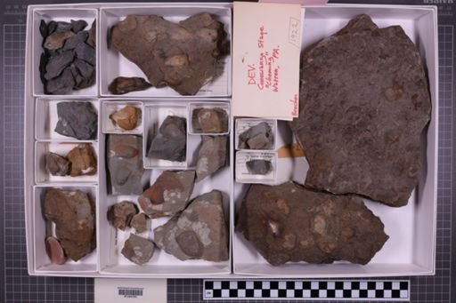 mixed taxa, stratigraphic collection
