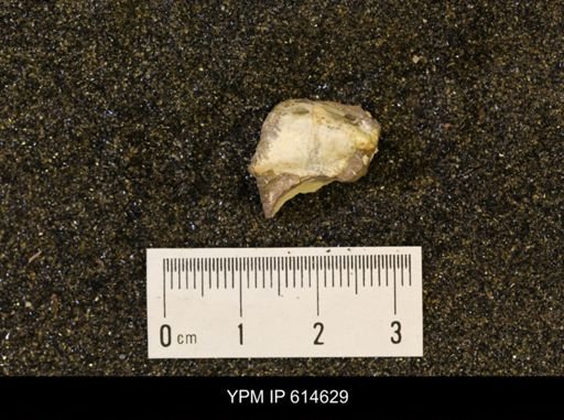 Pseudoptera subtortuosa