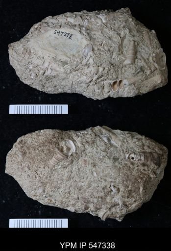 undet. Gastropoda