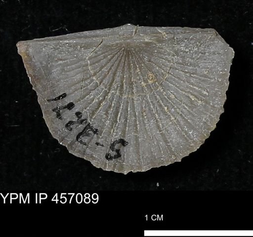 Stropheodonta sp.