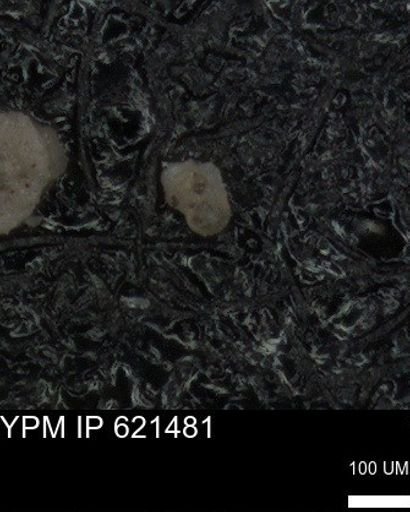 undet. Foraminiferida