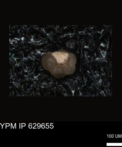 undet. Foraminiferida