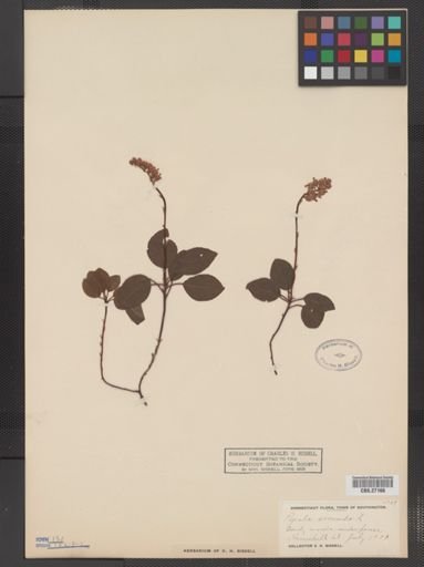 Pyrola secunda