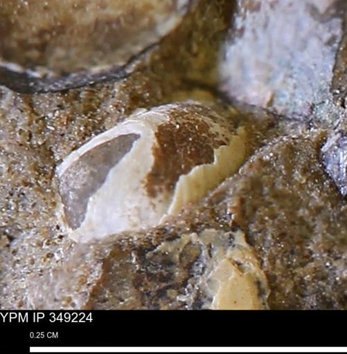 undet. Mollusca