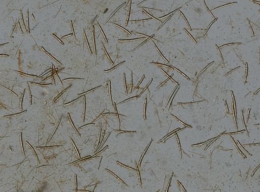 Clathria microjoanna