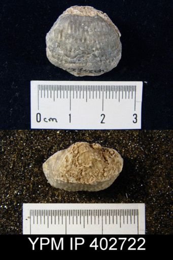 undet. Productidae