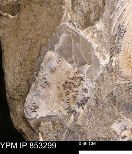 Limopsis striatopunctatus