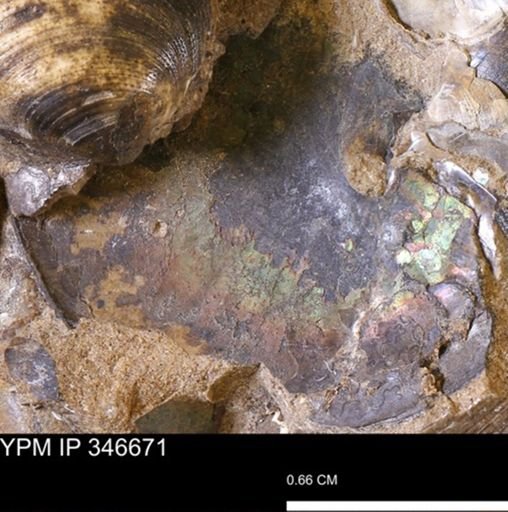 Sphenodiscidae?