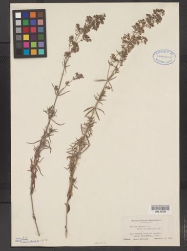 Galium boreale var. intermedium