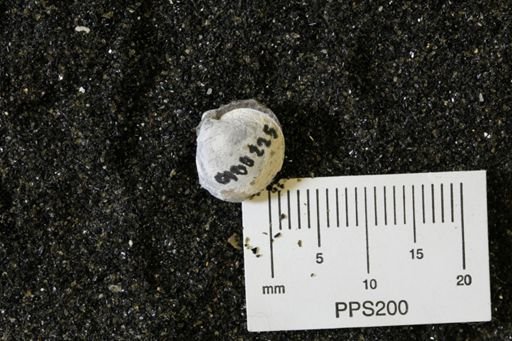 Protocardia subquadrata