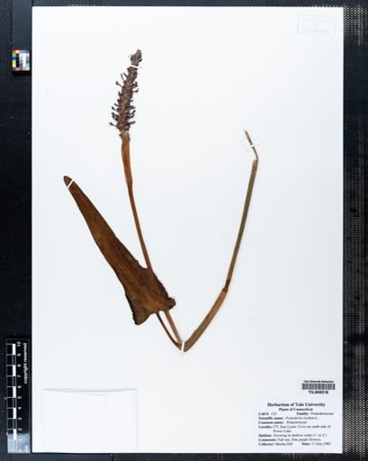 Pontederia cordata