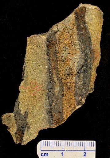 Eospermatopteris erianus