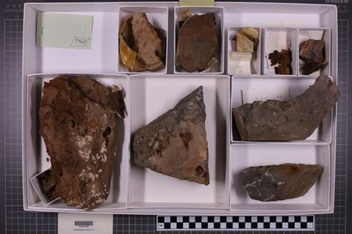 mixed taxa, stratigraphic collection