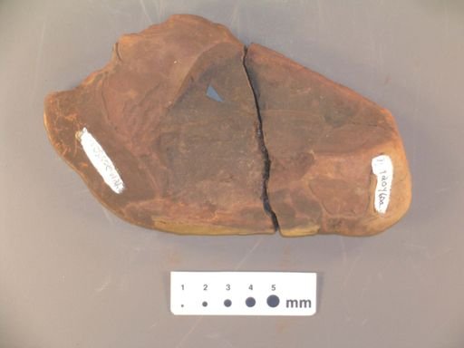 Sclerophyllina dichotoma