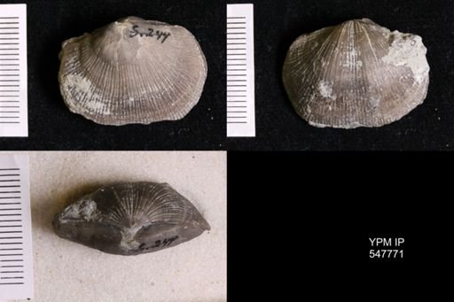 Glyptorthis insculpta