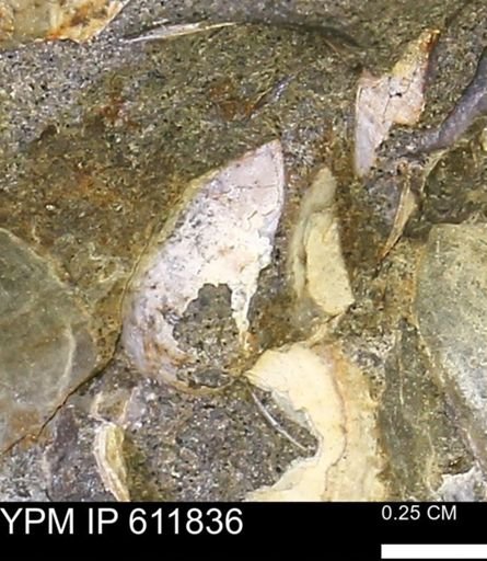 Protocardia sp.