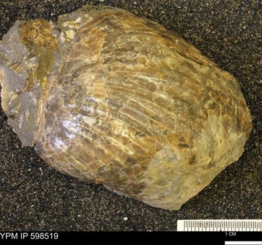 Inoceramus sp.