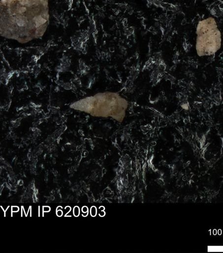 undet. Heterohelicidae